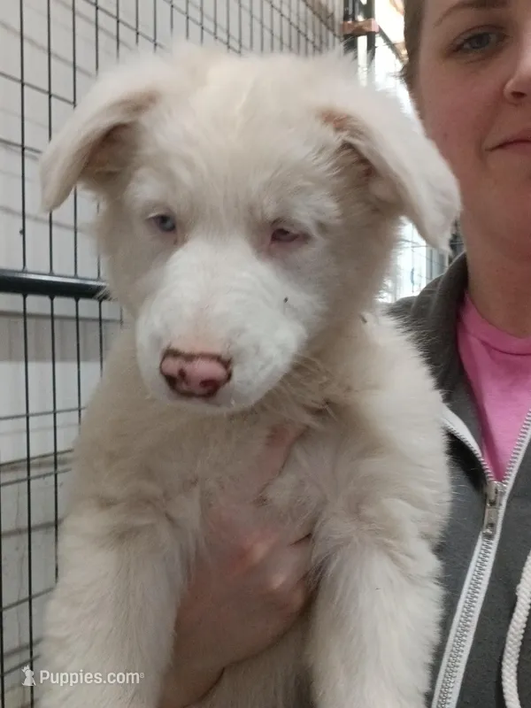 Honey – Australian Shepherd puppy for sale in Lakebay, WA