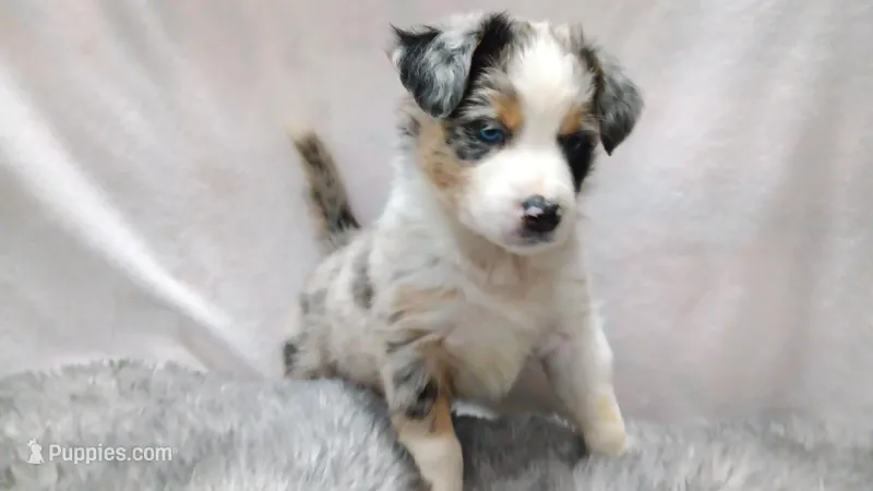 Coconut – Australian Shepherd puppy for sale in Lakebay, WA