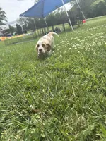 Sugar cookie, a female Basset Hound for sale in Paola, KS – 1 of 5
