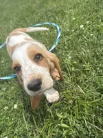 Sugar cookie, a female Basset Hound for sale in Paola, KS – 4 of 5