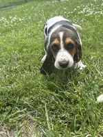 Green goblin, a male Basset Hound for sale in Paola, KS – 3 of 4