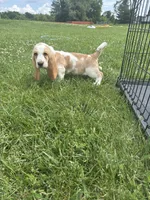 Spunk, a male Basset Hound for sale in Paola, KS – 2 of 4