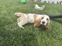 Bluey, a male Basset Hound for sale in Paola, KS – 3 of 4