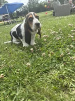 Green goblin, a male Basset Hound for sale in Paola, KS – 4 of 4