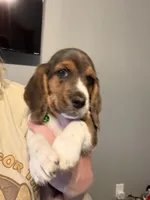 Cooper, a male Miniature Dachshund for sale in Paola, KS – Photo 3 of 4