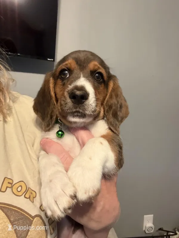 Cooper – Miniature Dachshund puppy for sale in Paola, KS