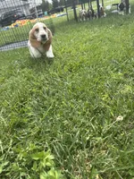 Spunk, a male Basset Hound for sale in Paola, KS – 3 of 4