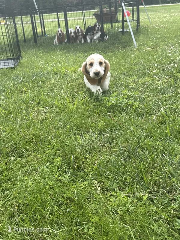 Bluey – Basset Hound puppy for sale in Paola, KS