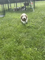 Bluey, a male Basset Hound for sale in Paola, KS – 1 of 4