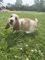 Sugar cookie, a female Basset Hound for sale in Paola, KS – 5 of 5