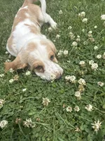 Spunk, a male Basset Hound for sale in Paola, KS – 1 of 4