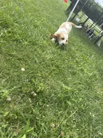 Sugar cookie, a female Basset Hound for sale in Paola, KS – 3 of 5