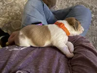 Ace , a male Basset Hound and Chihuahua for sale in Paola, KS – Photo 4 of 4