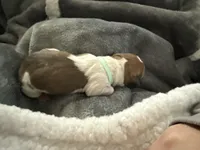 Ace , a male Basset Hound and Chihuahua for sale in Paola, KS – Photo 2 of 4