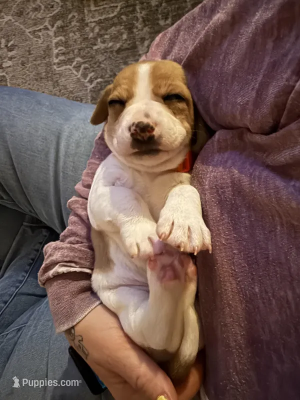 Ace  – Basset Hound, Chihuahua puppy for sale in Paola, KS