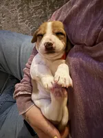 Ace , a male Basset Hound and Chihuahua for sale in Paola, KS – Photo 1 of 4