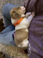 Ace , a male Basset Hound and Chihuahua for sale in Paola, KS – Photo 3 of 4