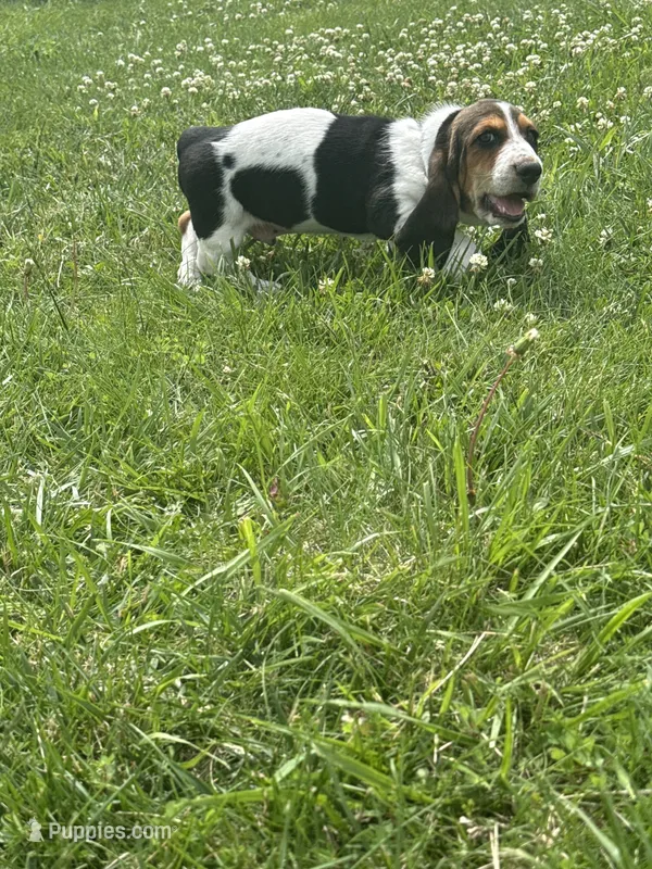 Green goblin – Basset Hound puppy for sale in Paola, KS