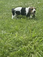 Green goblin, a male Basset Hound for sale in Paola, KS – 1 of 4