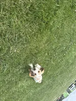 Bluey, a male Basset Hound for sale in Paola, KS – 4 of 4