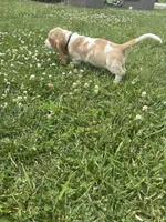 Sugar cookie, a female Basset Hound for sale in Paola, KS – 2 of 5