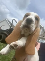 Spunk, a male Basset Hound for sale in Paola, KS – 4 of 4