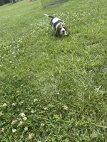 Green goblin, a male Basset Hound for sale in Paola, KS – 2 of 4