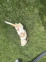 Bluey, a male Basset Hound for sale in Paola, KS – 2 of 4