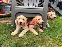Cheeto, a male Goldendoodle for sale in Washington, DC – 2 of 2