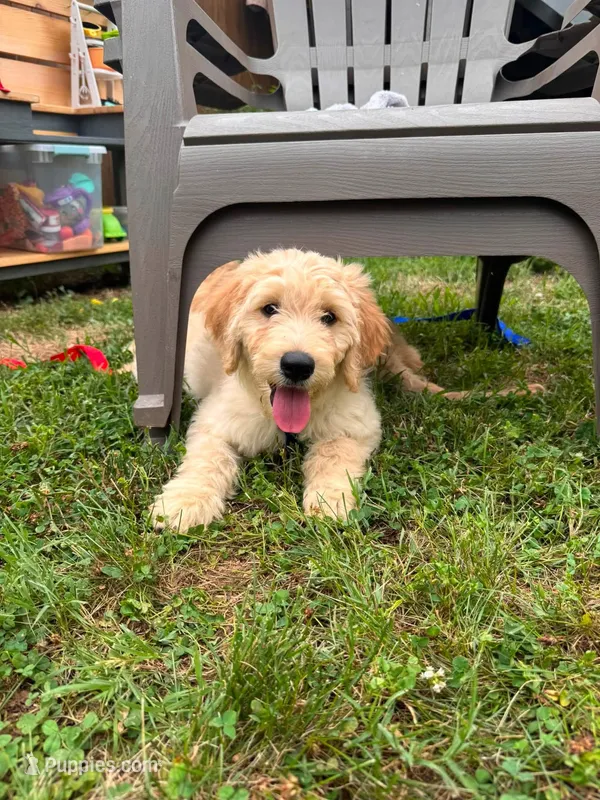 Cheeto – Goldendoodle puppy for sale in Washington, DC