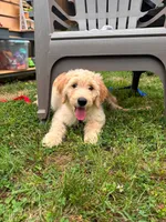 Cheeto, a male Goldendoodle for sale in Washington, DC – 1 of 2