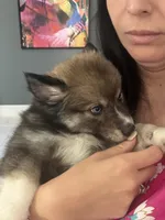 Blue, a male Pomsky for sale in Las Vegas, NV – 1 of 8