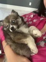 Blue, a male Pomsky for sale in Las Vegas, NV – 2 of 8