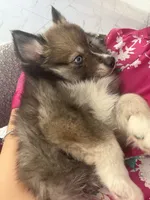 Blue, a male Pomsky for sale in Las Vegas, NV – 6 of 8