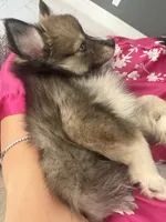 Blue, a male Pomsky for sale in Las Vegas, NV – 5 of 8
