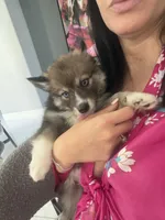 Blue, a male Pomsky for sale in Las Vegas, NV – 7 of 8