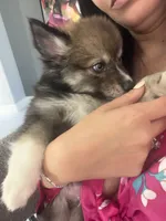 Blue, a male Pomsky for sale in Las Vegas, NV – 8 of 8