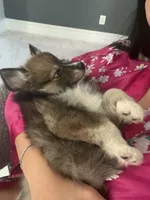 Blue, a male Pomsky for sale in Las Vegas, NV – 3 of 8
