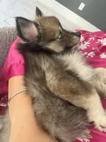 Blue, a male Pomsky for sale in Las Vegas, NV – 4 of 8