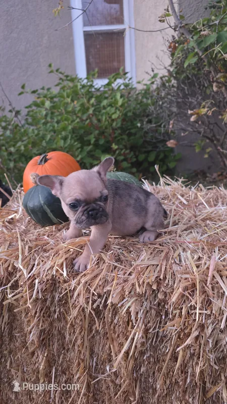Male 2, a male French Bulldog and Pug for sale in Brainerd, MN – 1 of 4