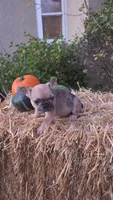 Male 2, a male French Bulldog and Pug for sale in Brainerd, MN – 1 of 4