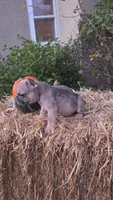 Male 2, a male French Bulldog and Pug for sale in Brainerd, MN – 3 of 4