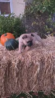 Male, a male French Bulldog and Pug for sale in Brainerd, MN – 2 of 3