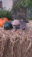 Male 2, a male French Bulldog and Pug for sale in Brainerd, MN – 2 of 4