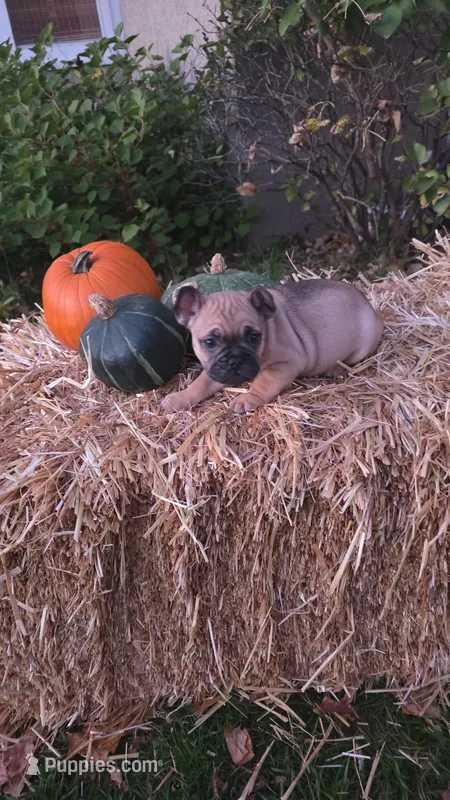 Male, a male French Bulldog and Pug for sale in Brainerd, MN – 1 of 3