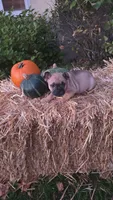Male, a male French Bulldog and Pug for sale in Brainerd, MN – 1 of 3