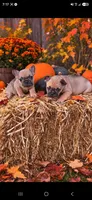 Male, a male French Bulldog and Pug for sale in Brainerd, MN – 3 of 3