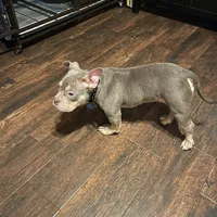 Sgt Snuggles, a female American Bully for sale in Bossier City, LA – Photo 2 of 4