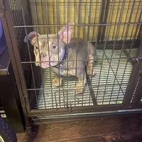 Sgt Snuggles, a female American Bully for sale in Bossier City, LA – Photo 1 of 4