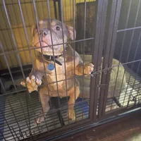 Sgt Snuggles, a female American Bully for sale in Bossier City, LA – Photo 3 of 4
